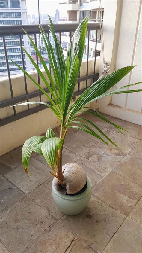 椰子盆栽